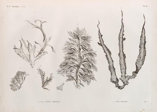 Botanique. 1-4. Fucus proteus; 5. Ulva fasciata.
