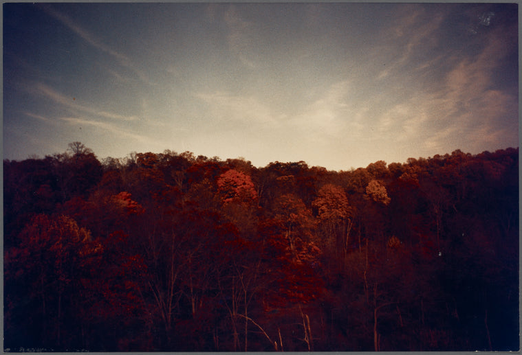 Trees and sky