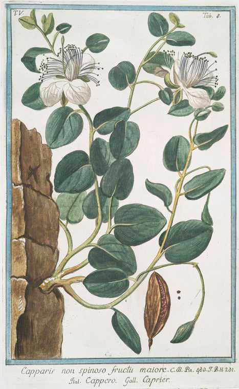 Capparis non spinoso fructu maiore = Cappero = Caprier. [Caper]