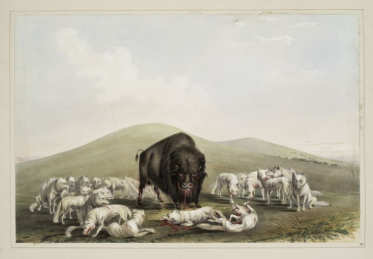 Buffalo hunt. White wolves attacking a buffalo bull.