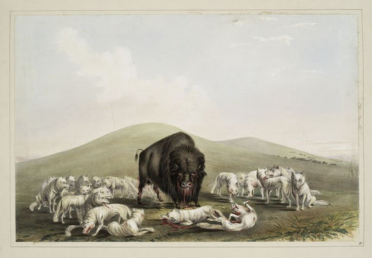 Buffalo hunt. White wolves attacking a buffalo bull.