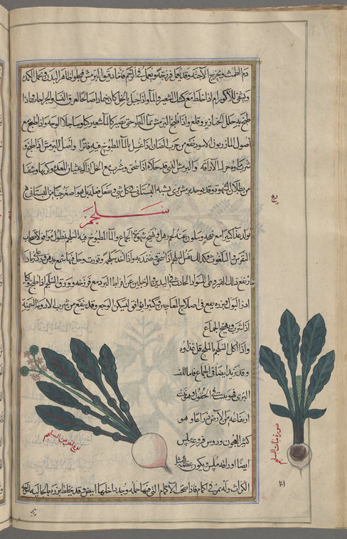 Turnip (Brassica rapa), saljam. Two varieties are shown