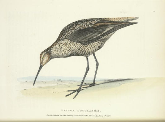 Tringa Douglassii.