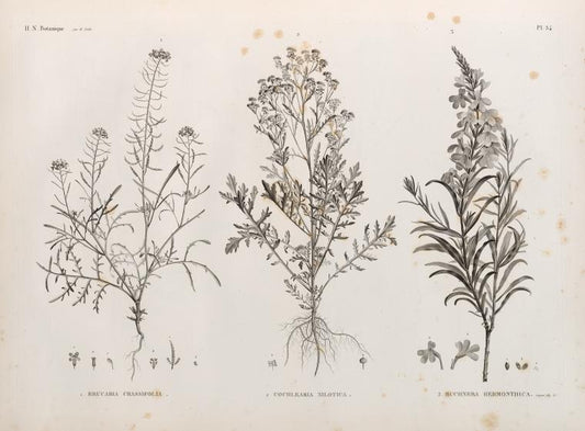 Botanique. 1. Erucaria crassifolia; 2. Cochlearia nilotica; 3. Buchnera hermonthica.
