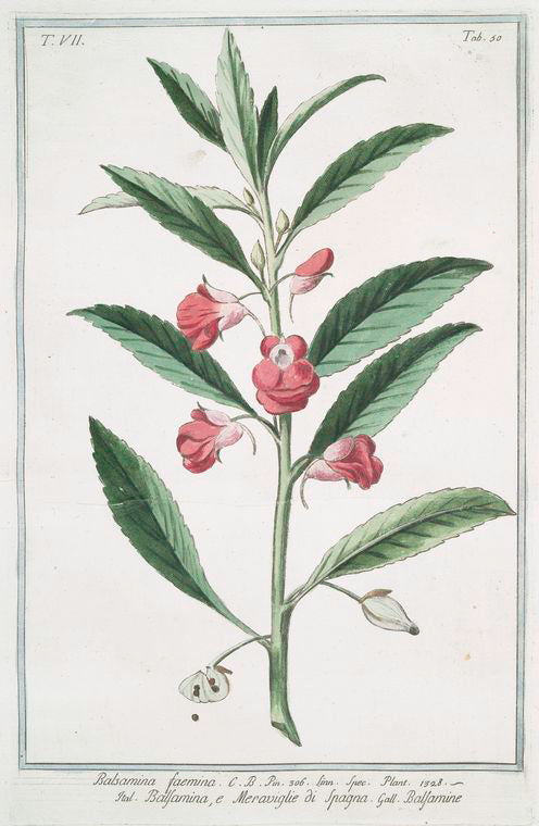 Balsamina faemina = Balsamina, e Meraviglie di Spagna = Balsamine. [Balsam]