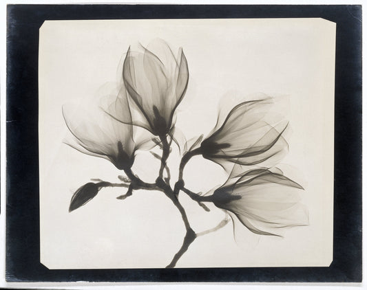 Rijks Floral Xrays