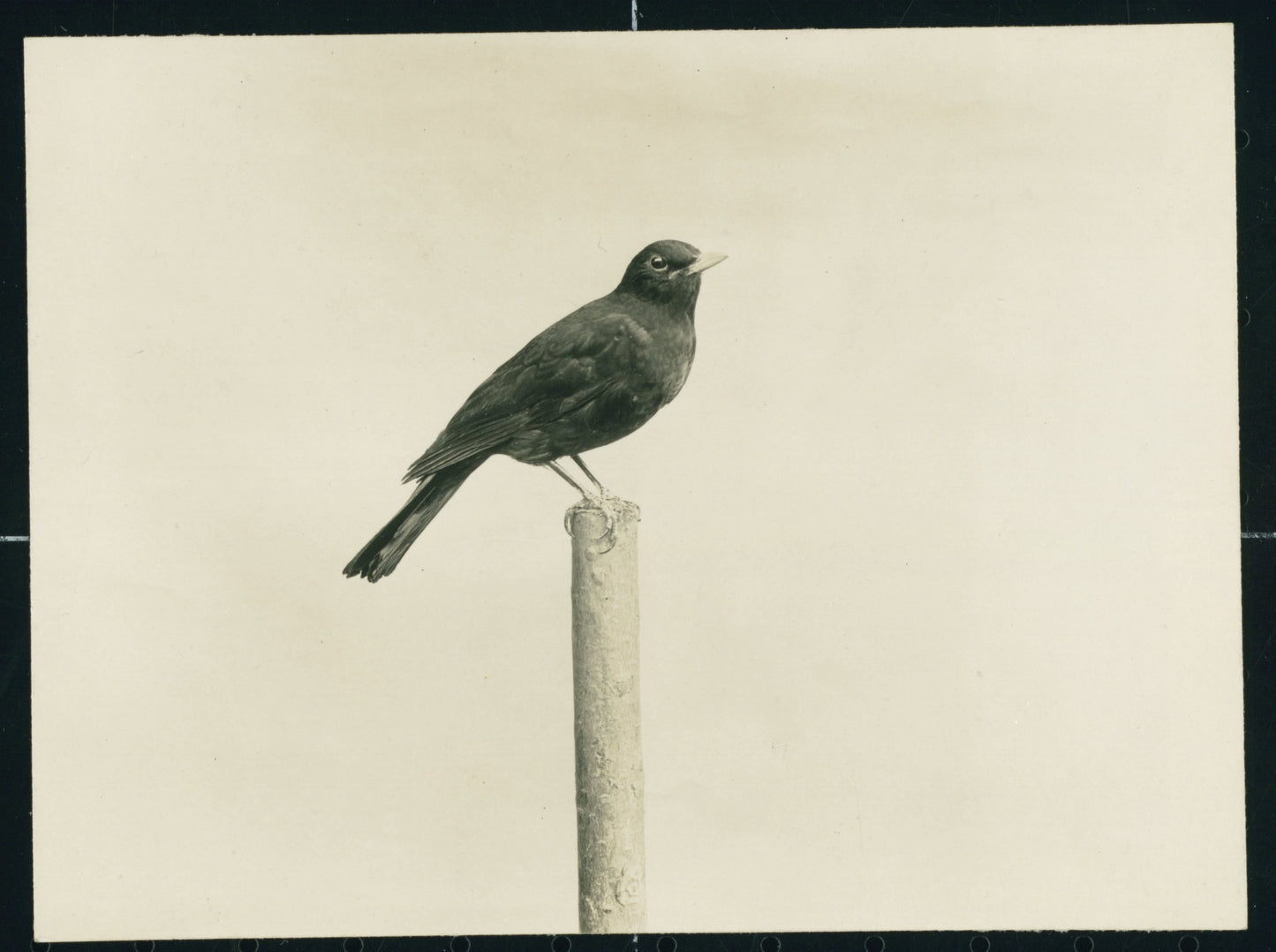 Rijks Bird On a Pole