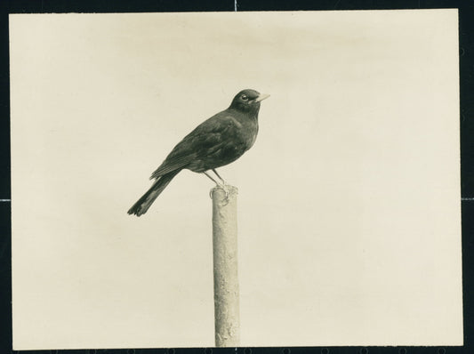 Rijks Bird On a Pole