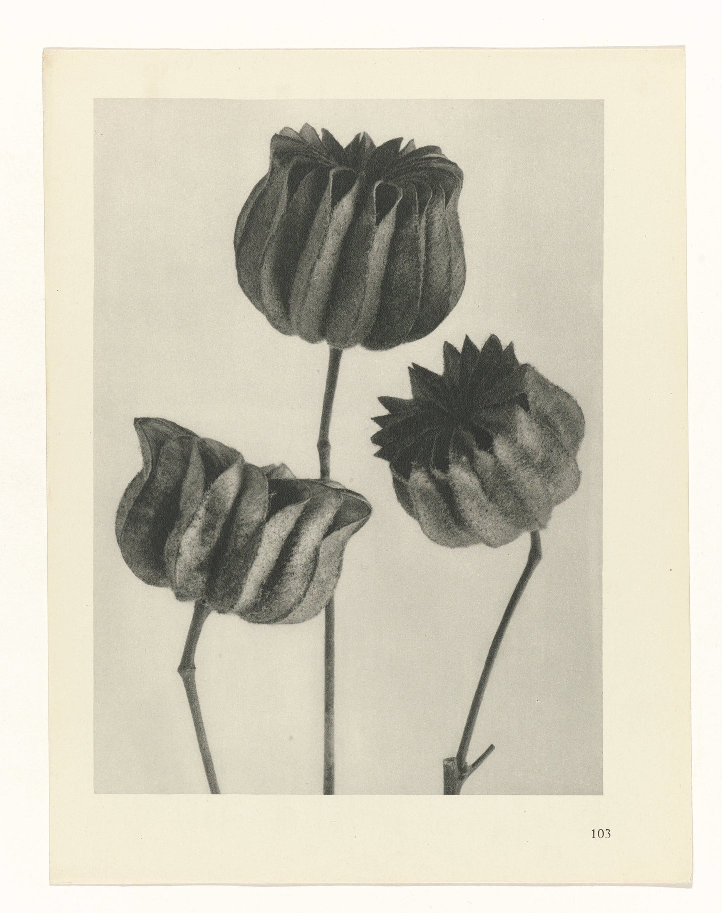Karl Blossfeldt 103