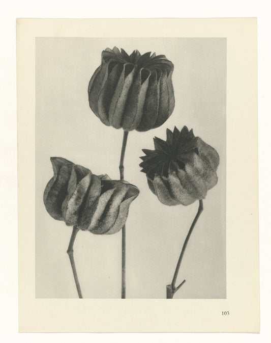 Karl Blossfeldt 103