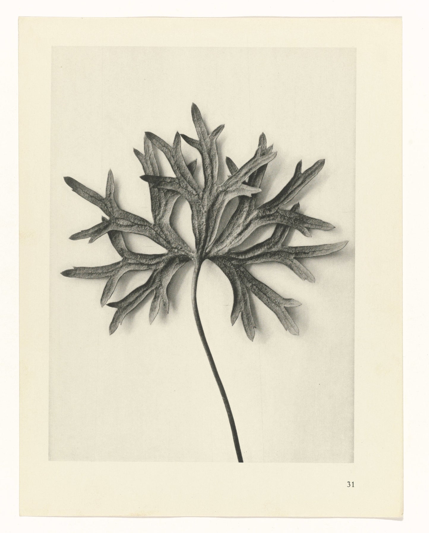 Karl Blossfeldt 31