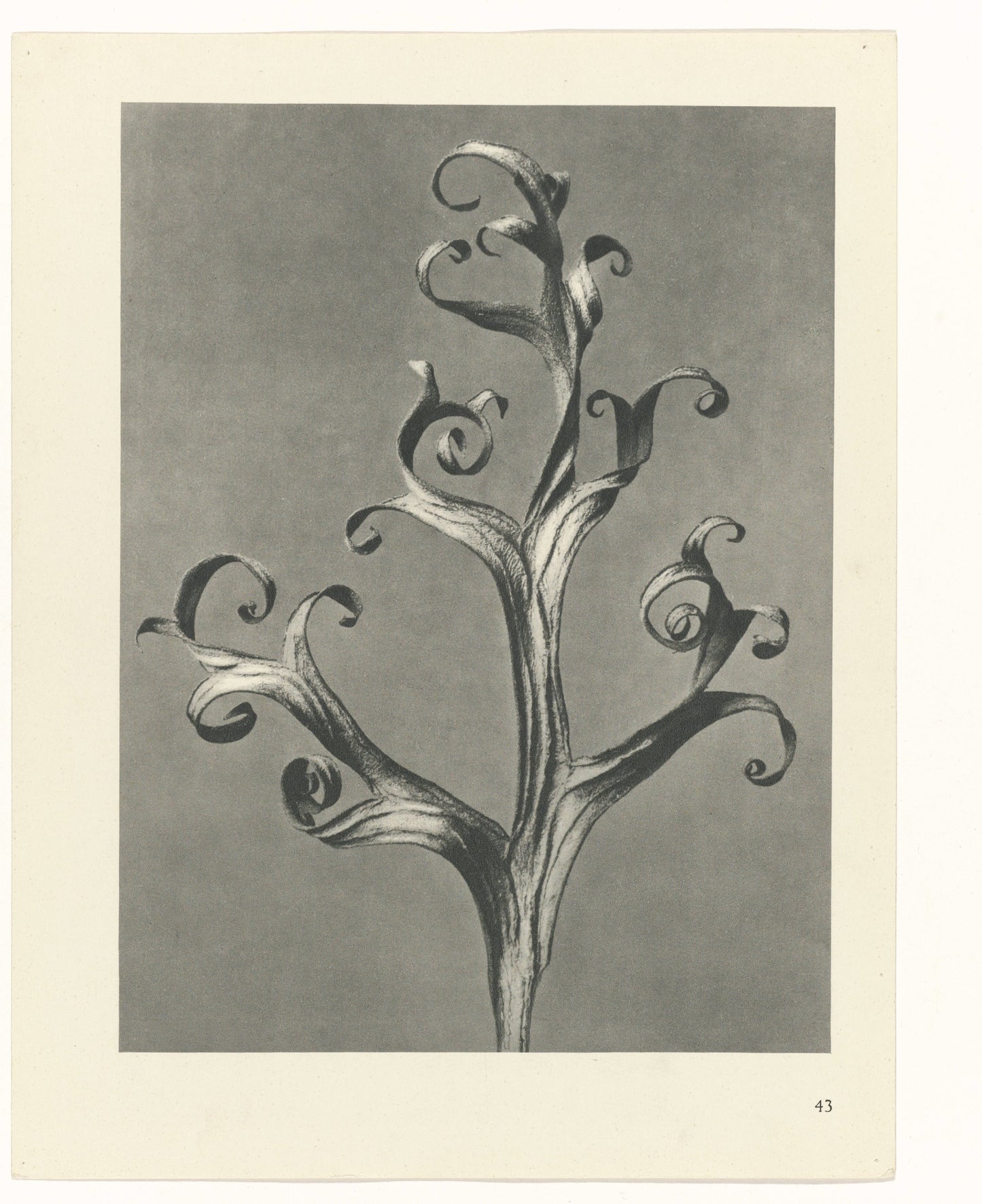 Karl Blossfeldt 43