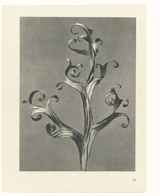 Karl Blossfeldt 43