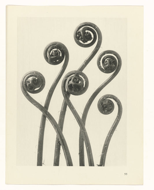 Karl Blossfeldt 55