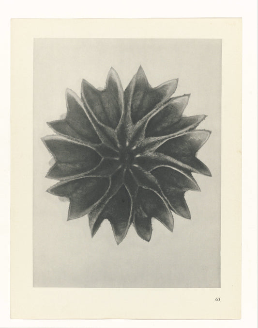 Karl Blossfeldt 63