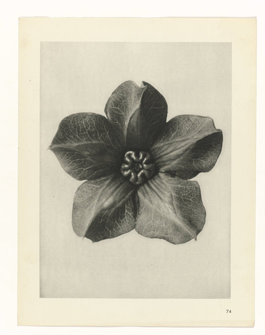 Karl Blossfeldt 74