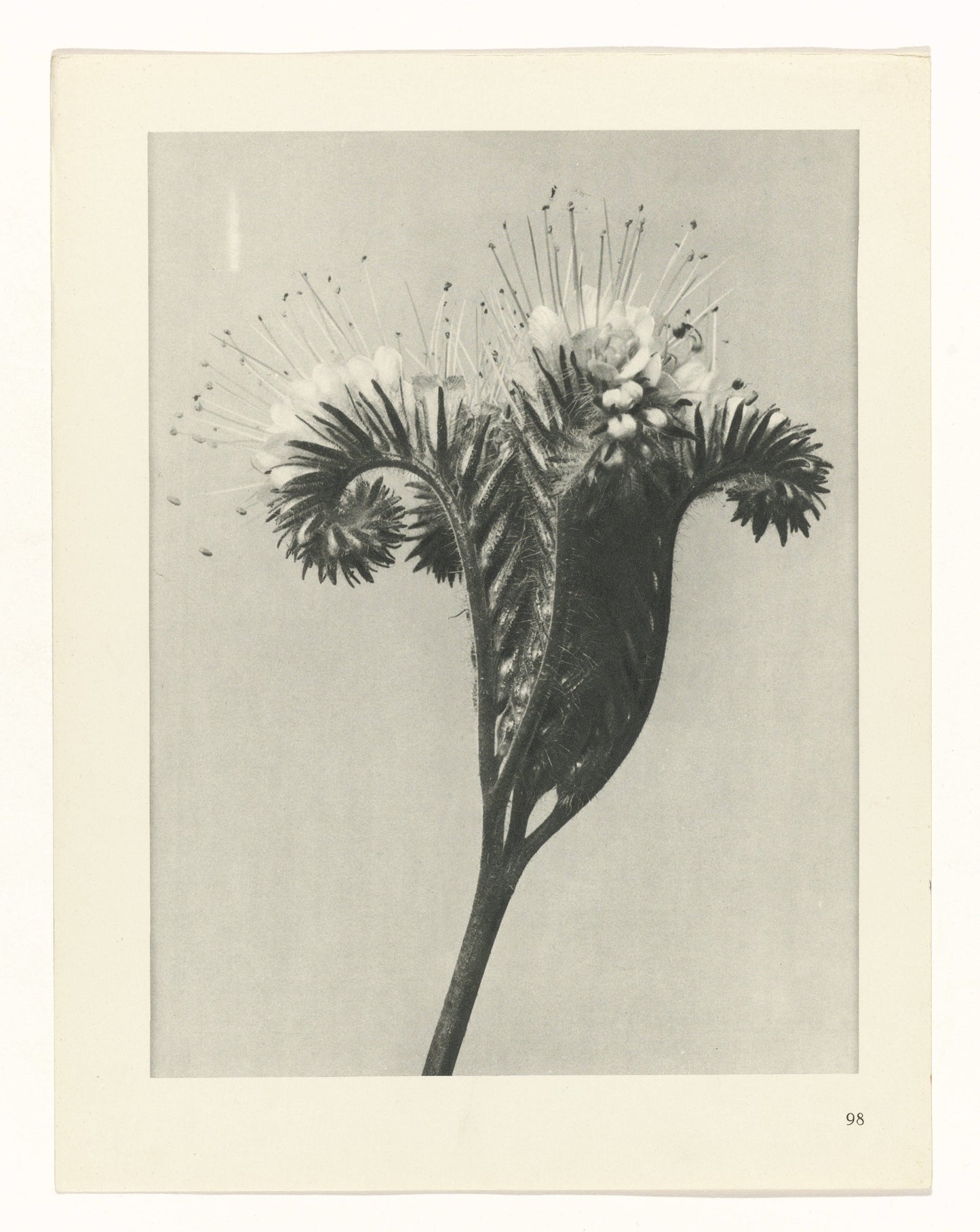 Karl Blossfeldt 98