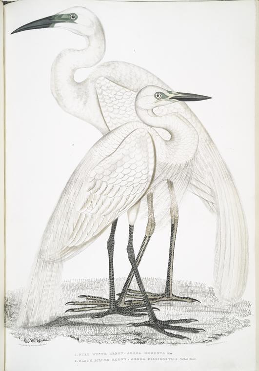 1. Pure White Heron, Ardea modesta; 2. Black Billed Heron, Ardea nigrirostris.