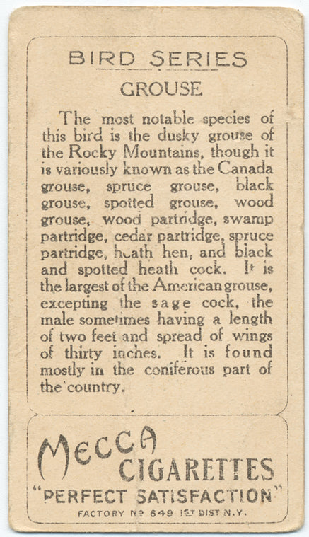 Black grouse.