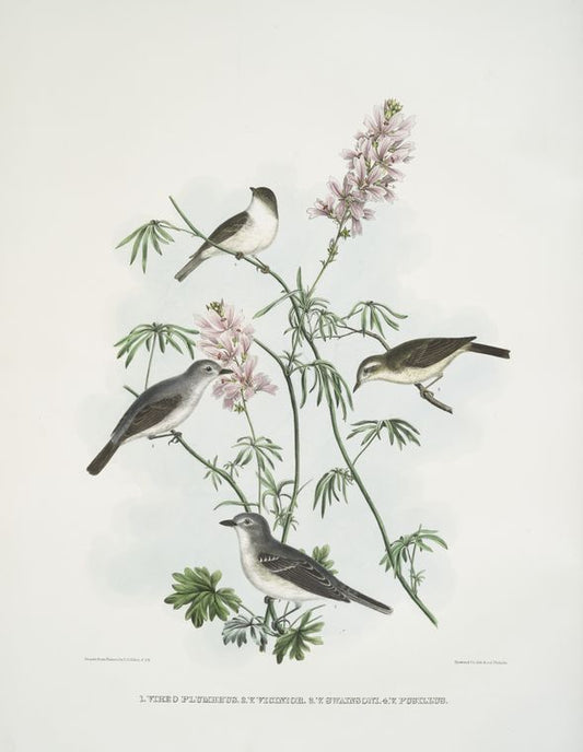 1. Vireo plumbeus, Lead-coloored Vireo; 2. Vireo vicinior, Coues' Vireo; 3.  Vireo swainsoni, Swainson's Vireo; 4. Vireo pusillus, Little Vireo.