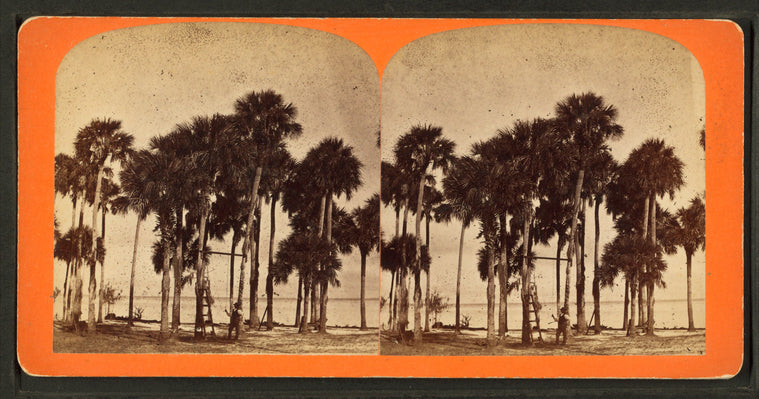 View of Lake Griffin.