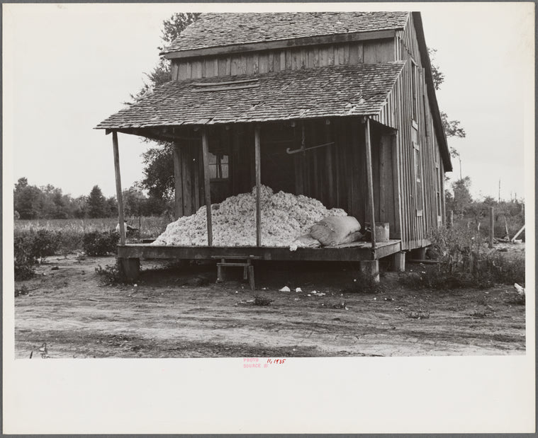 Cotton on porch of sharecropper's home, Maria plantation, Arkansas