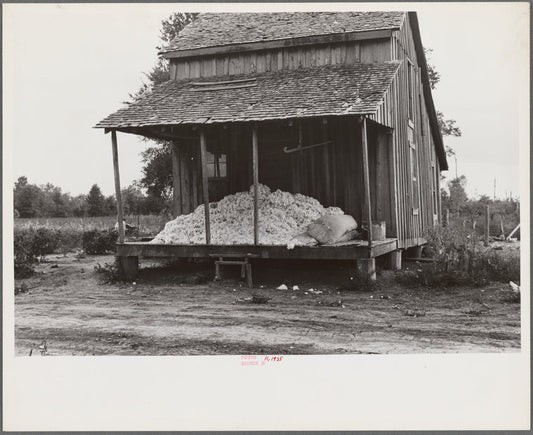 Cotton on porch of sharecropper's home, Maria plantation, Arkansas