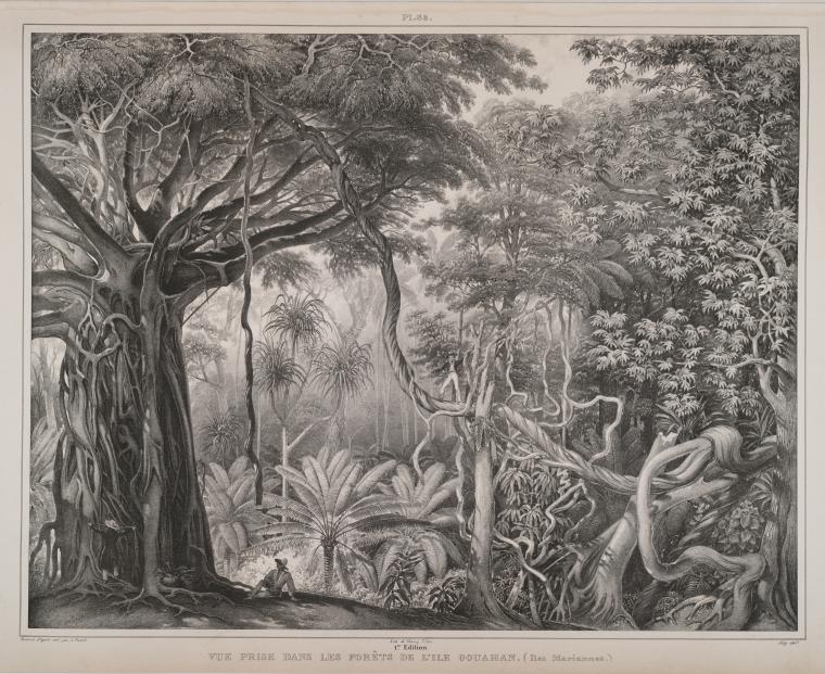 Vue prise dans les forets de L'ile Gouahan.