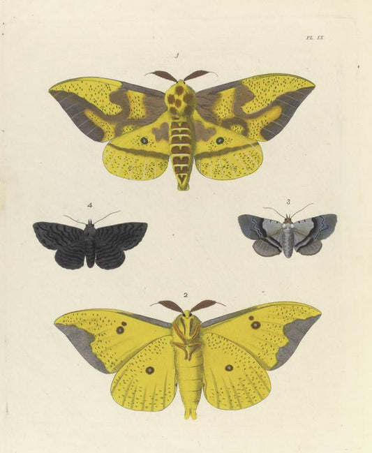 1. 2. Ceratocampa Imperialis; 3. Noctua Squamularis; 4. Noctua Undularis.