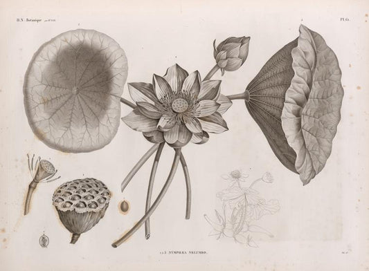 Botanique. 1-3. Nymphæa nelumbo.