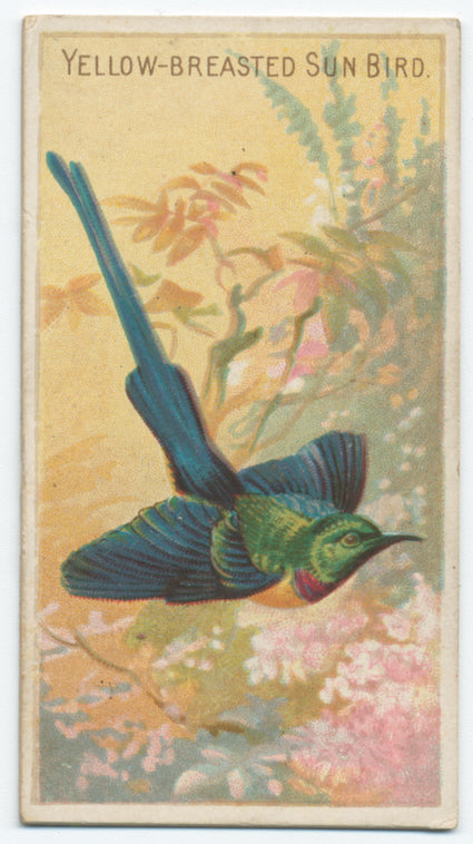 Yellow-breasted sun bird.