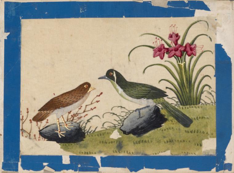Birds of China. [Brown bird and green bird on stones]