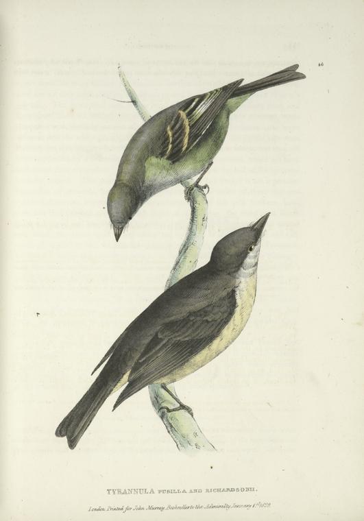 Tyrannula pusilla (upper fig.); Tyrannula Richardsonii (under fig.).