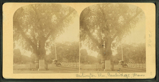 Washington elm, Cambridge, Mass.
