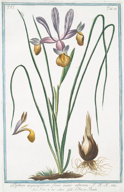 Xiphion angustifolium, flore vario alterum = Tride di tre colori = L'Iris, ou Flambe. [Iris]