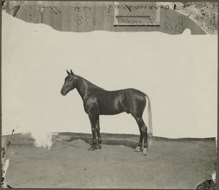 Electioneer, 1873.