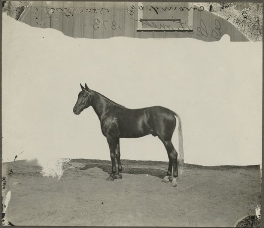 Electioneer, 1873.