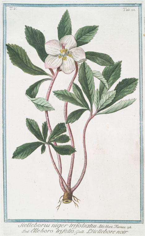 Helleborus niger trifoliatus = Elleboro trifolio = L'Hellebore noir. [Stinking hell-wore, three leaved]