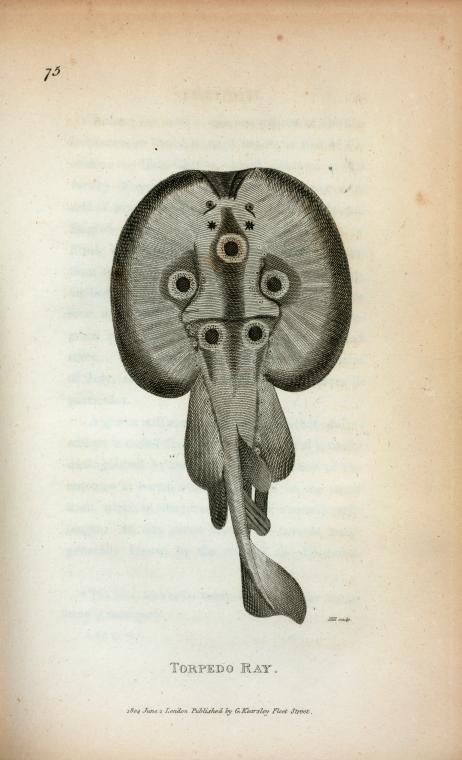 Torpedo Ray.