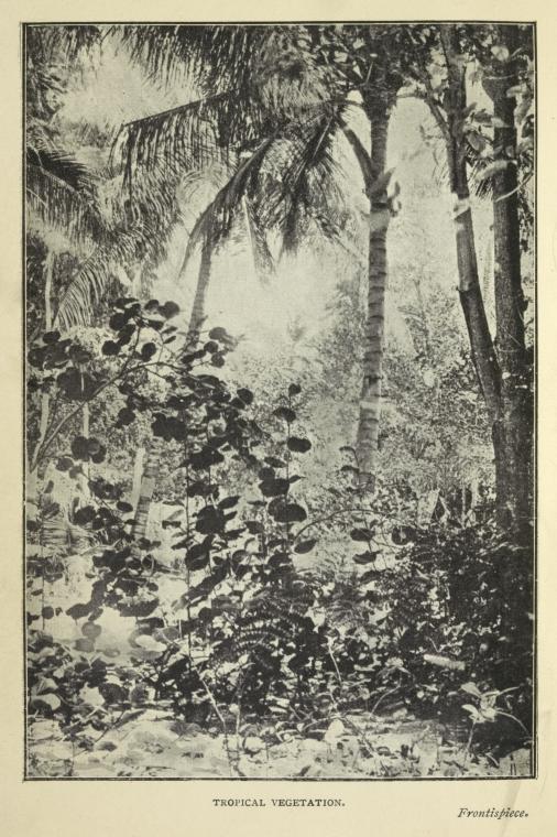Tropical vegetation.