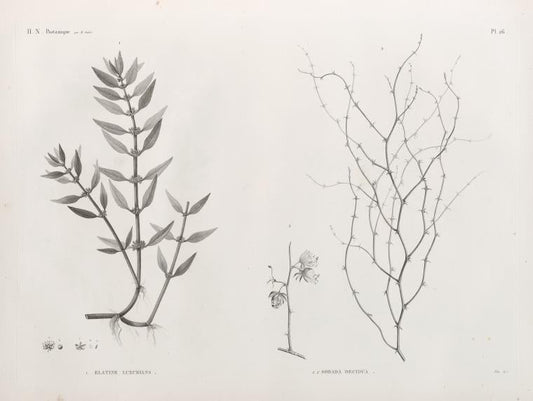 Botanique. 1.Elatine luxurians; 2.2'. Sodada decidua.