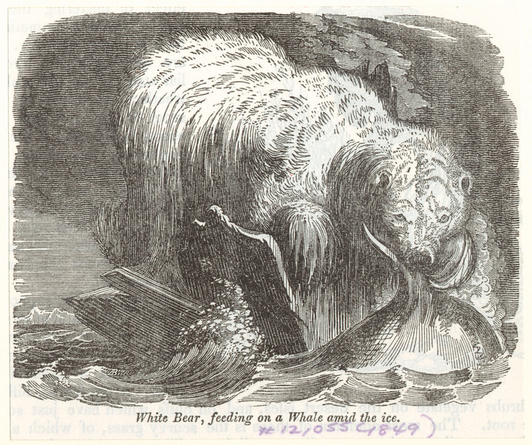 White bear, feeding on a whale amid the ice