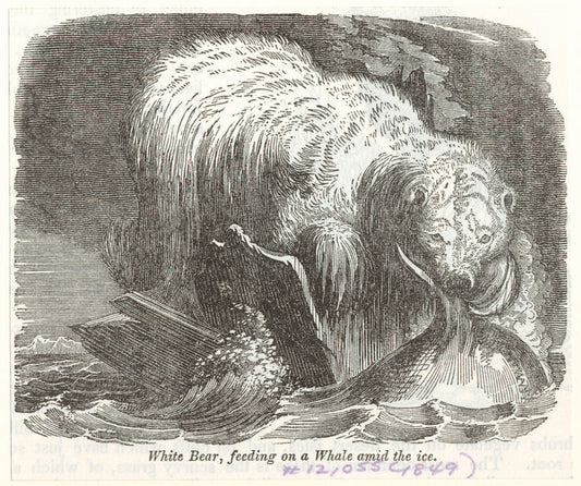 White bear, feeding on a whale amid the ice
