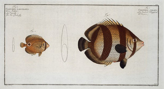 1. Chaetodon striatus; 2. Chaetodon capistratus, The Sea Butterfly.