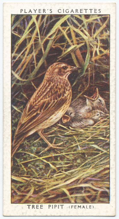 Tree pipit (female).
