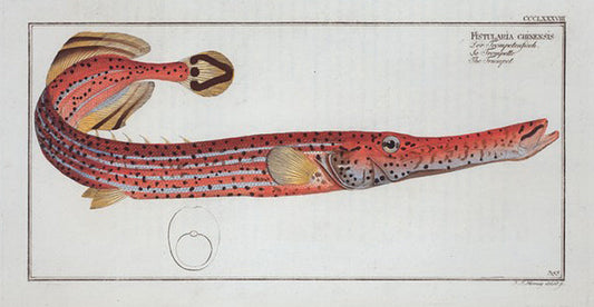 Fistularia chinensis, The Trumpet.