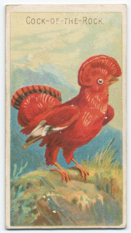 Cock-of-the-rock.