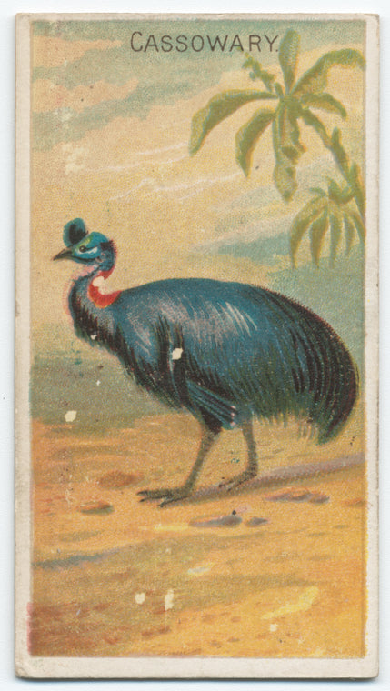 Cassowary.
