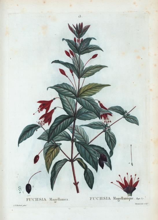 Fuchsia Magellanic = Fuchsia NMMagellanique.
