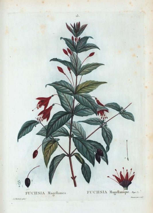 Fuchsia Magellanic = Fuchsia NMMagellanique.